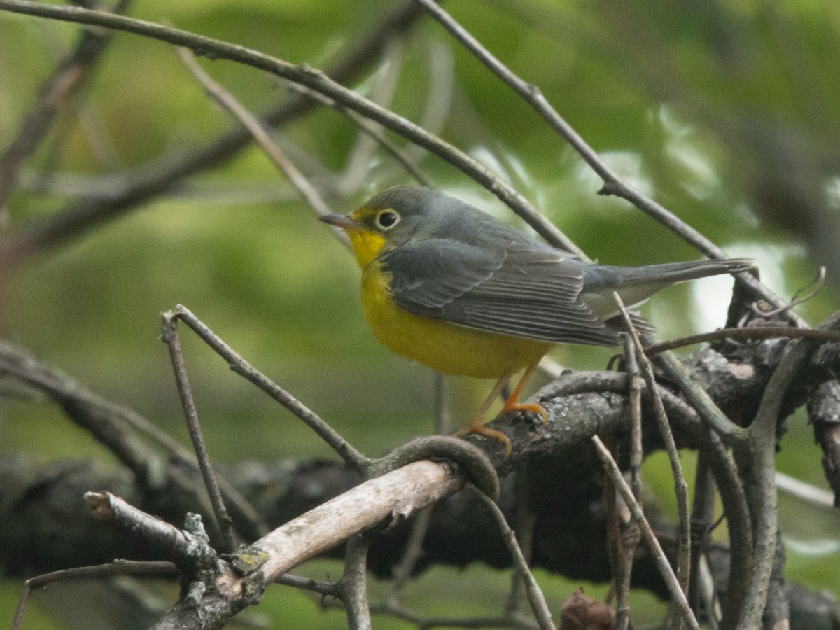 Canada Warbler - ML641080090