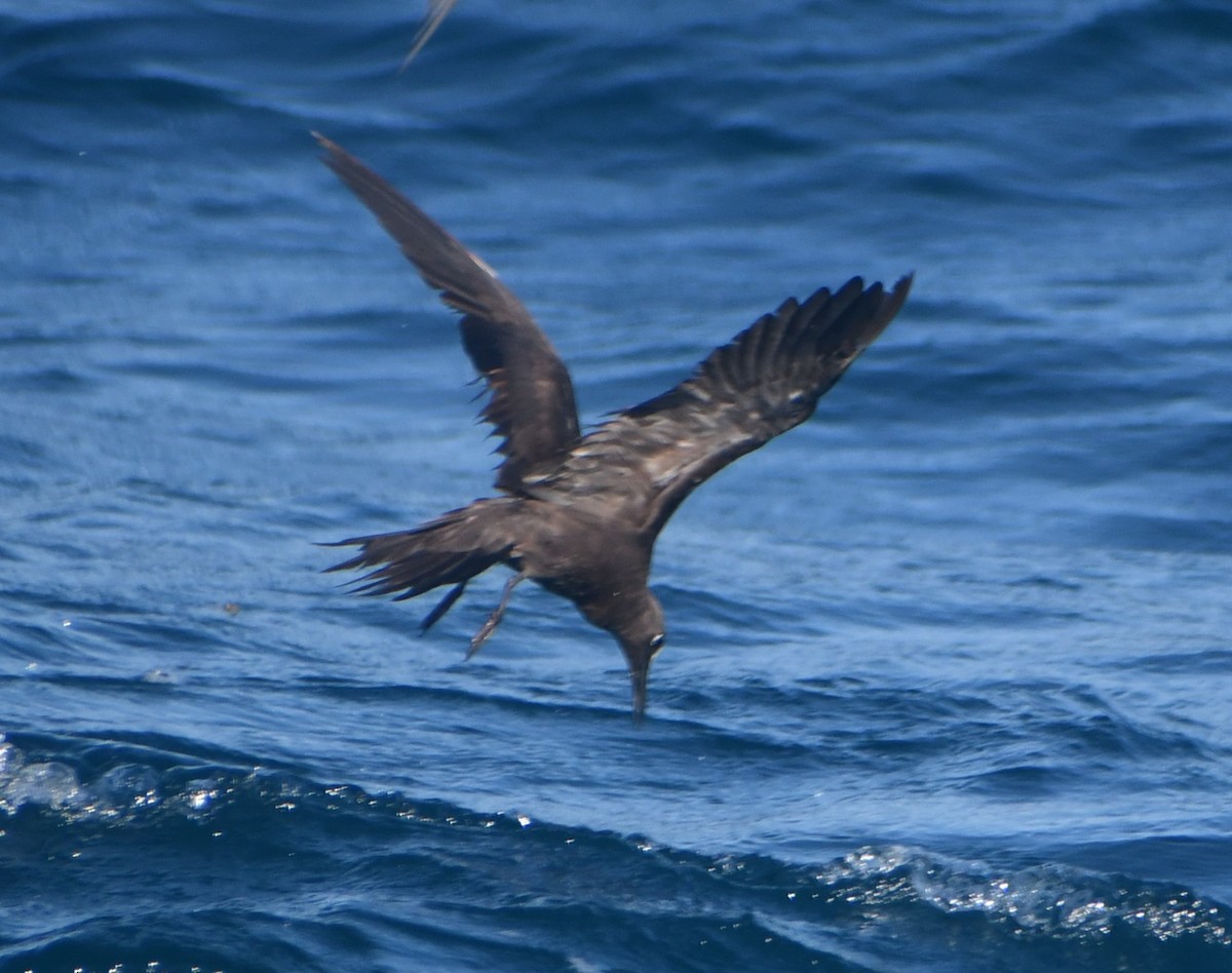 Brown Noddy - ML641080092