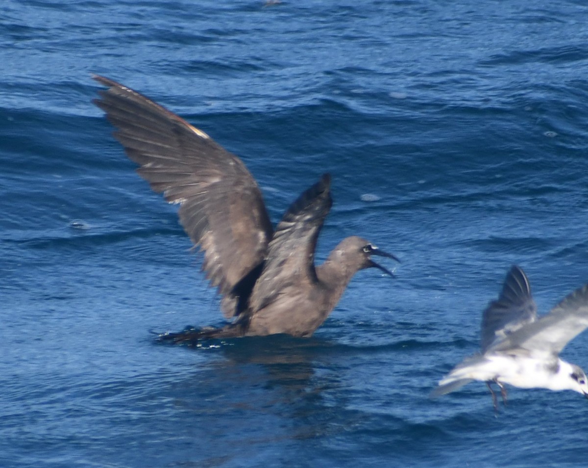 Brown Noddy - ML641080093