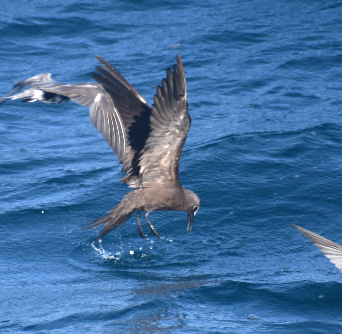 Brown Noddy - ML641080094