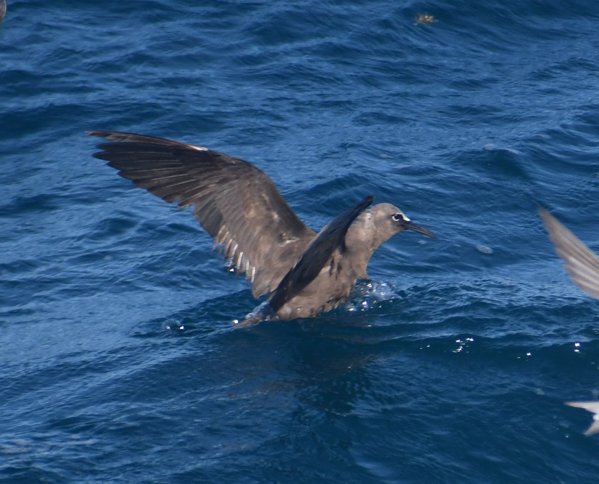 Brown Noddy - ML641080095