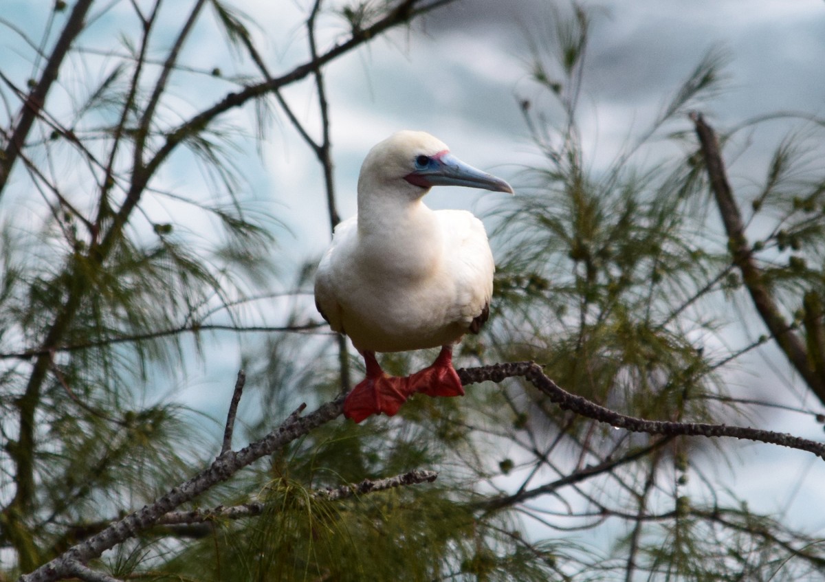 Red-footed Booby - ML641080096