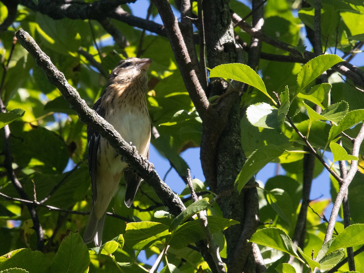 Rose-breasted Grosbeak - ML641080100