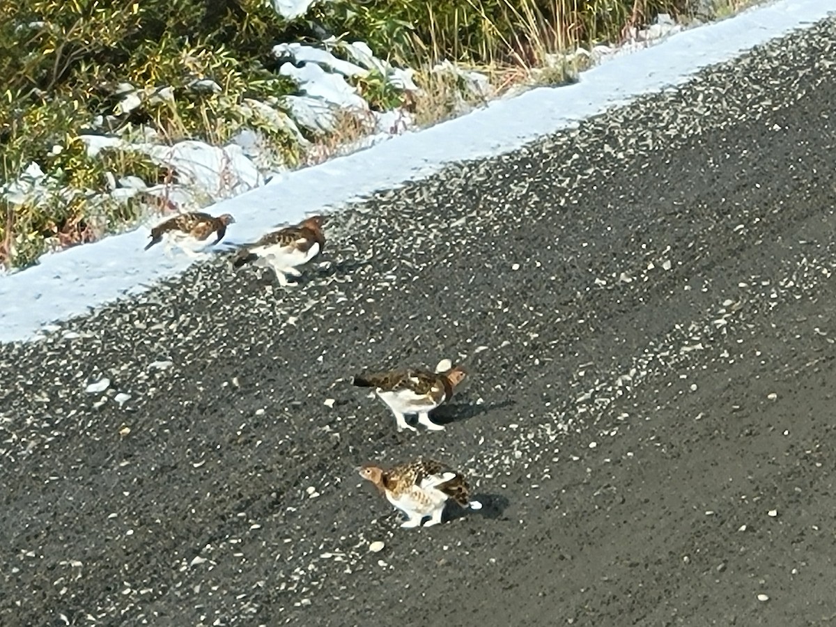 Willow Ptarmigan - ML641080131