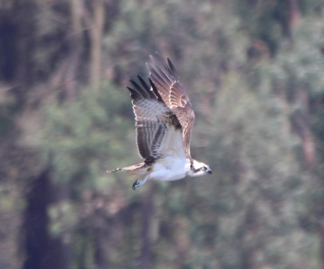 Balbuzard pêcheur - ML641080137