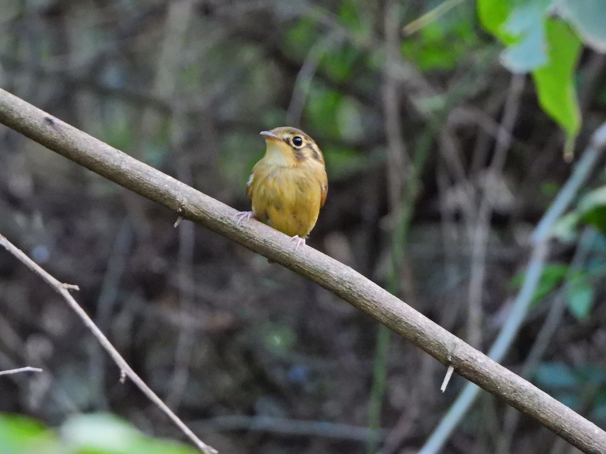 White-throated Spadebill - ML641080145