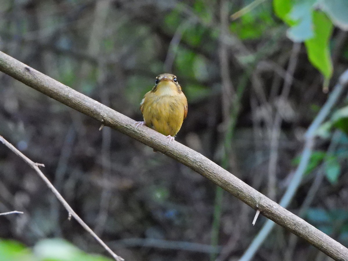 White-throated Spadebill - ML641080154