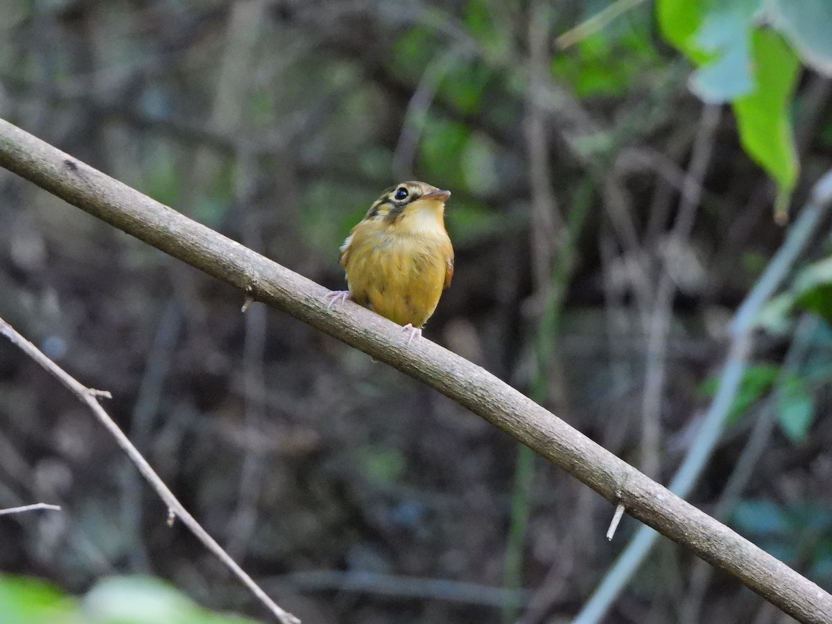 White-throated Spadebill - ML641080160