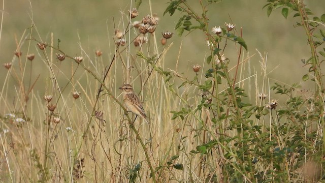 Whinchat - ML641080187