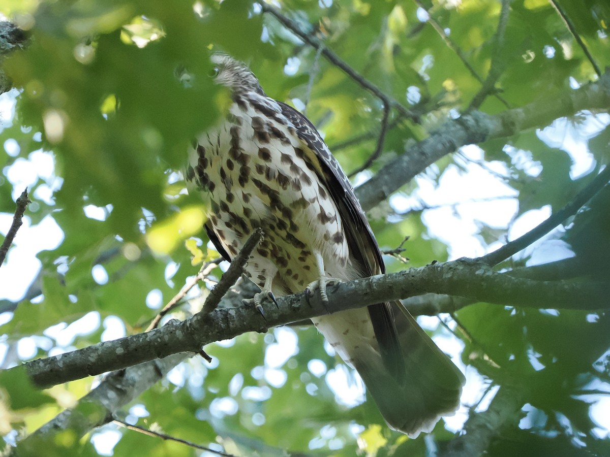 Red-shouldered Hawk - ML641080205