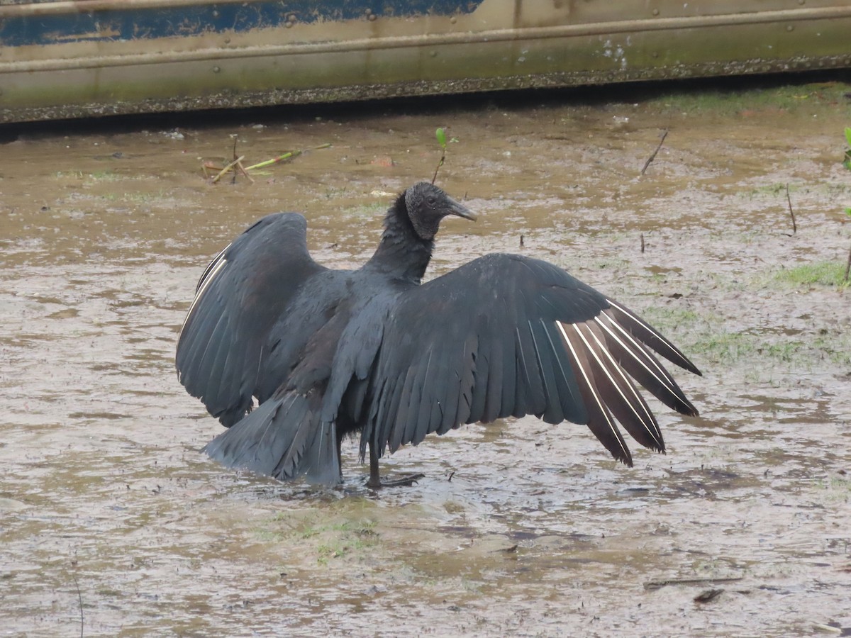 Black Vulture - ML641080304