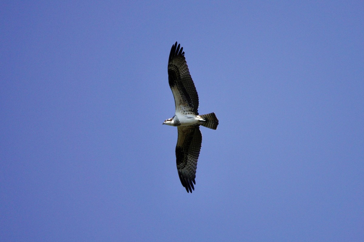 Balbuzard pêcheur (carolinensis) - ML641080313
