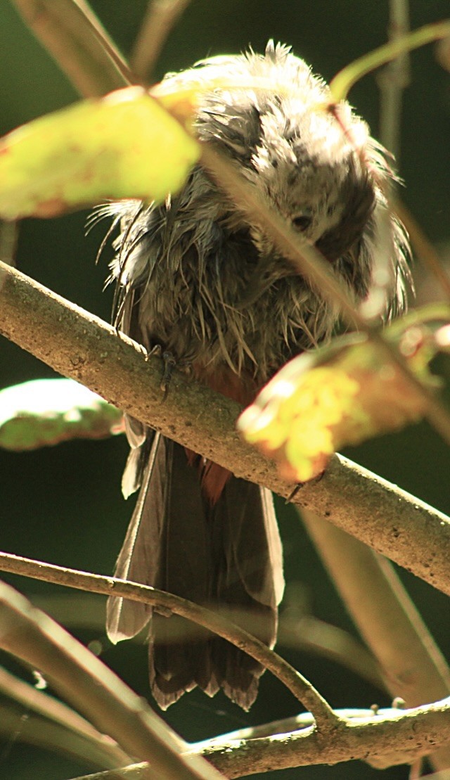 Gray Catbird - ML641080315