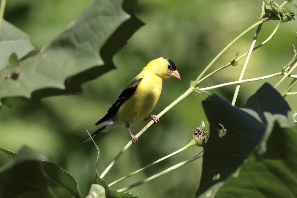 American Goldfinch - ML641080334