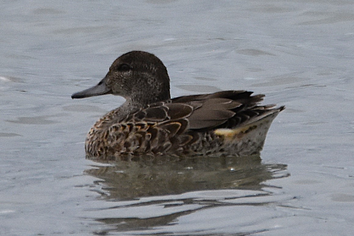 Green-winged Teal - ML641080368