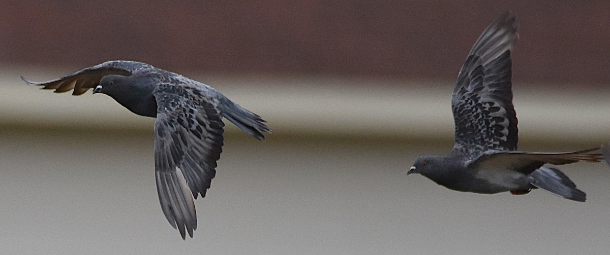 Rock Pigeon (Feral Pigeon) - ML641080375