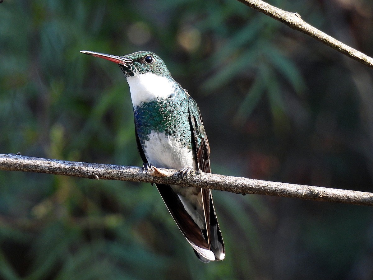 White-throated Hummingbird - ML641080378