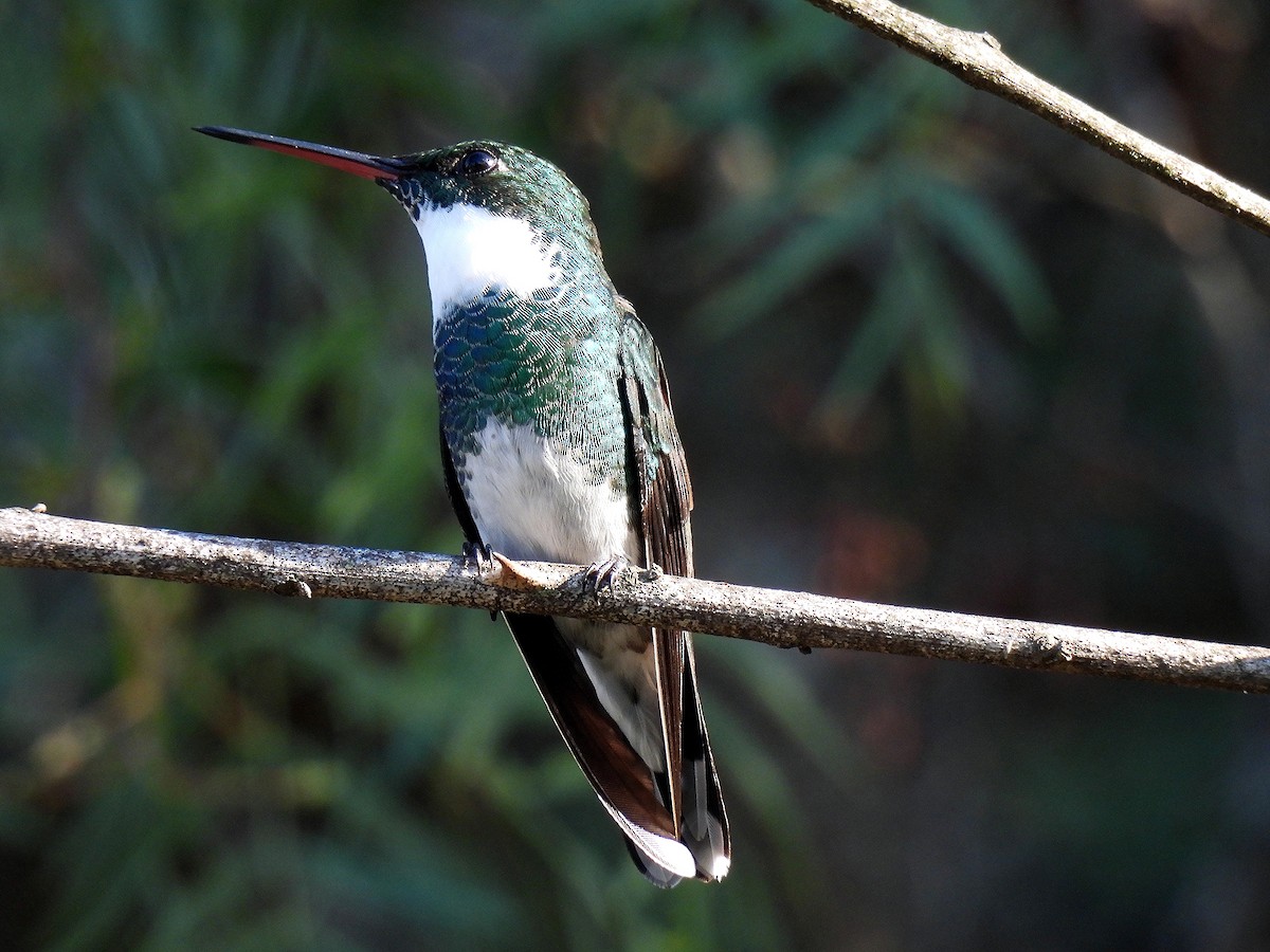 White-throated Hummingbird - ML641080379