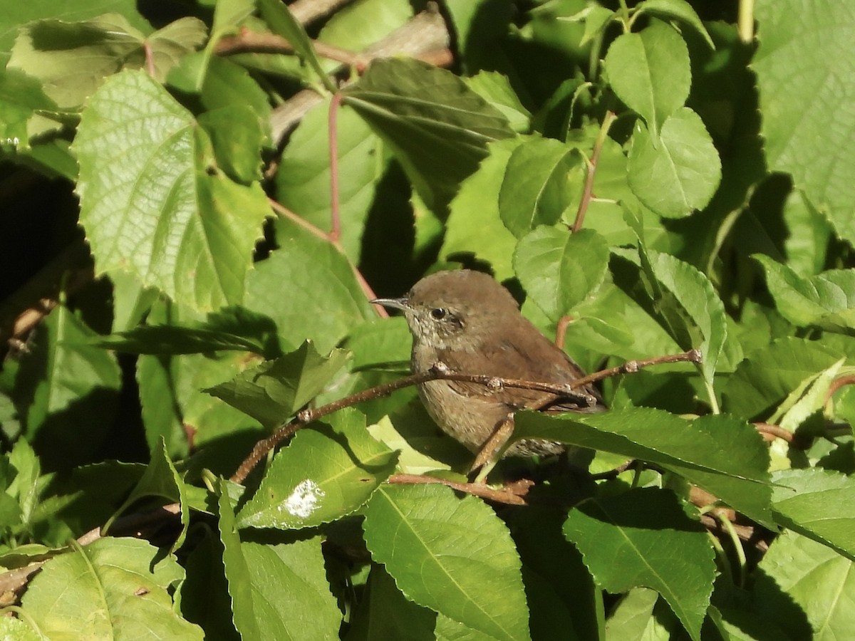 Northern House Wren - ML641080400
