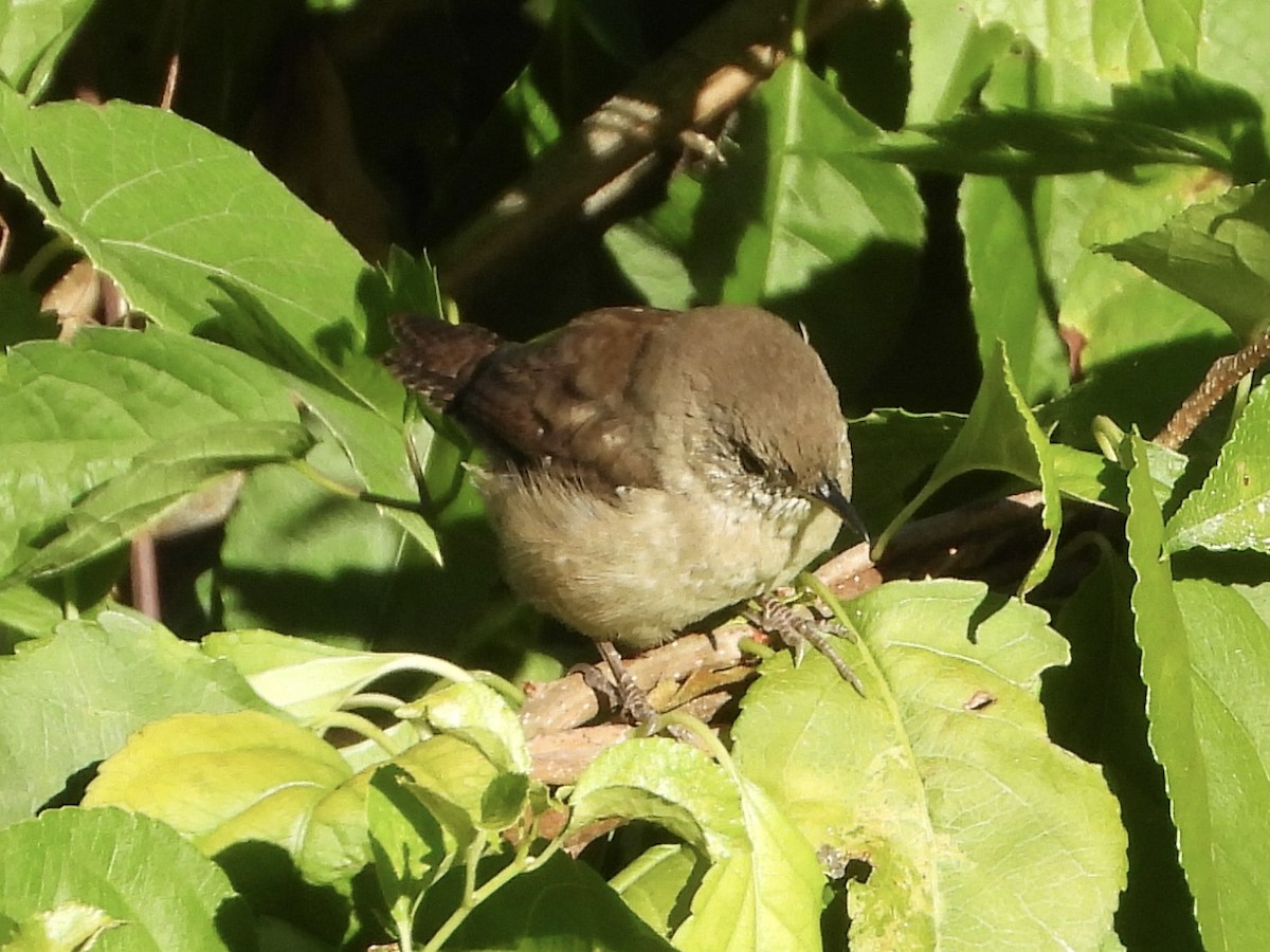 Northern House Wren - ML641080402