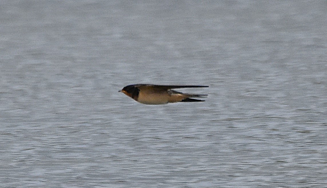 Barn Swallow - ML641080404