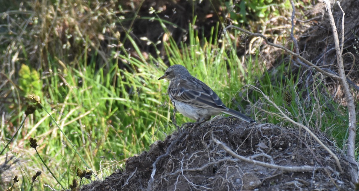 Water Pipit - ML64108041