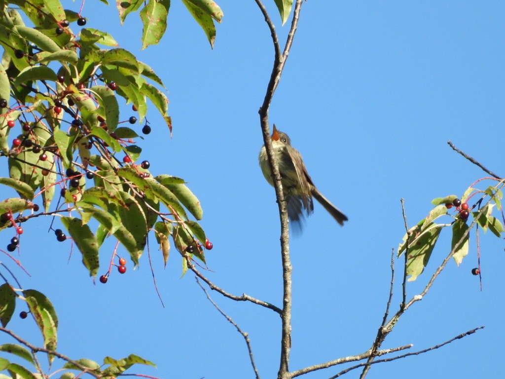 Eastern Phoebe - ML641080418