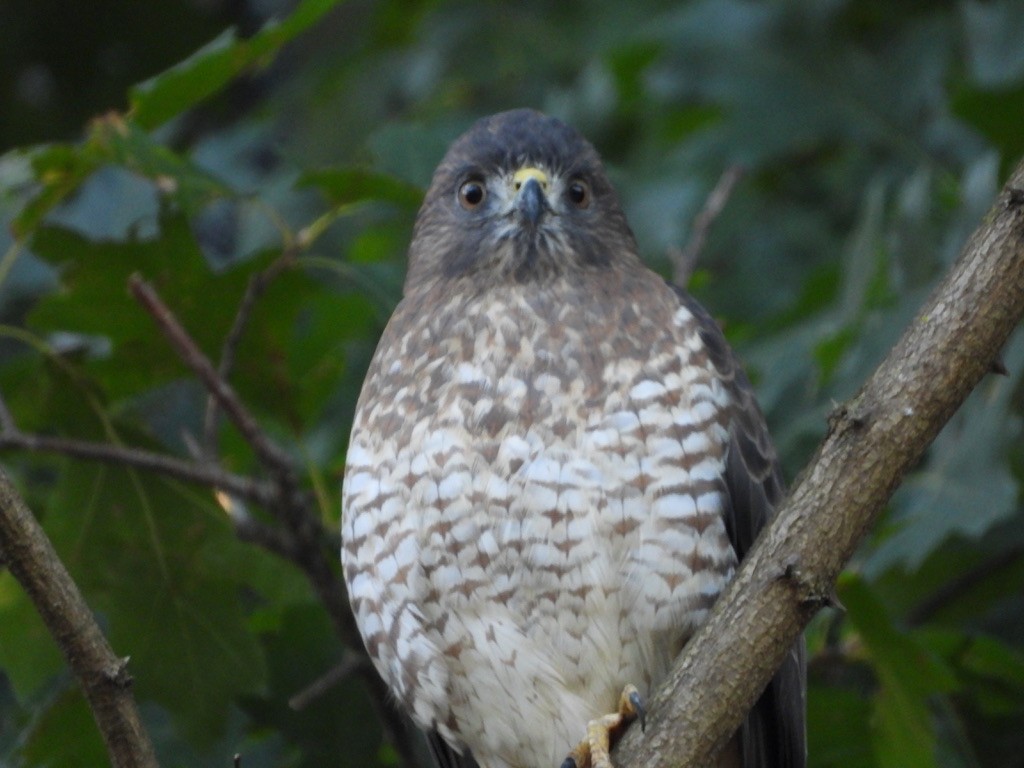 Broad-winged Hawk - ML641080423