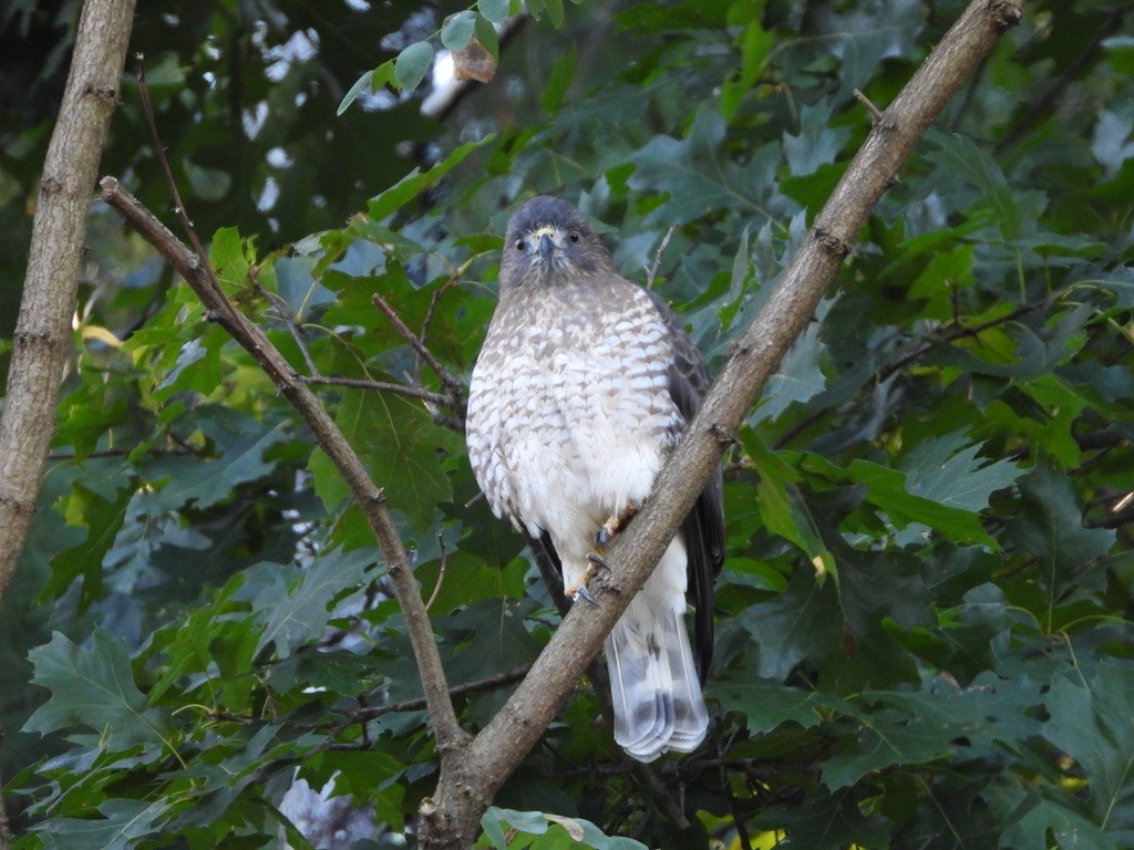 Broad-winged Hawk - ML641080426