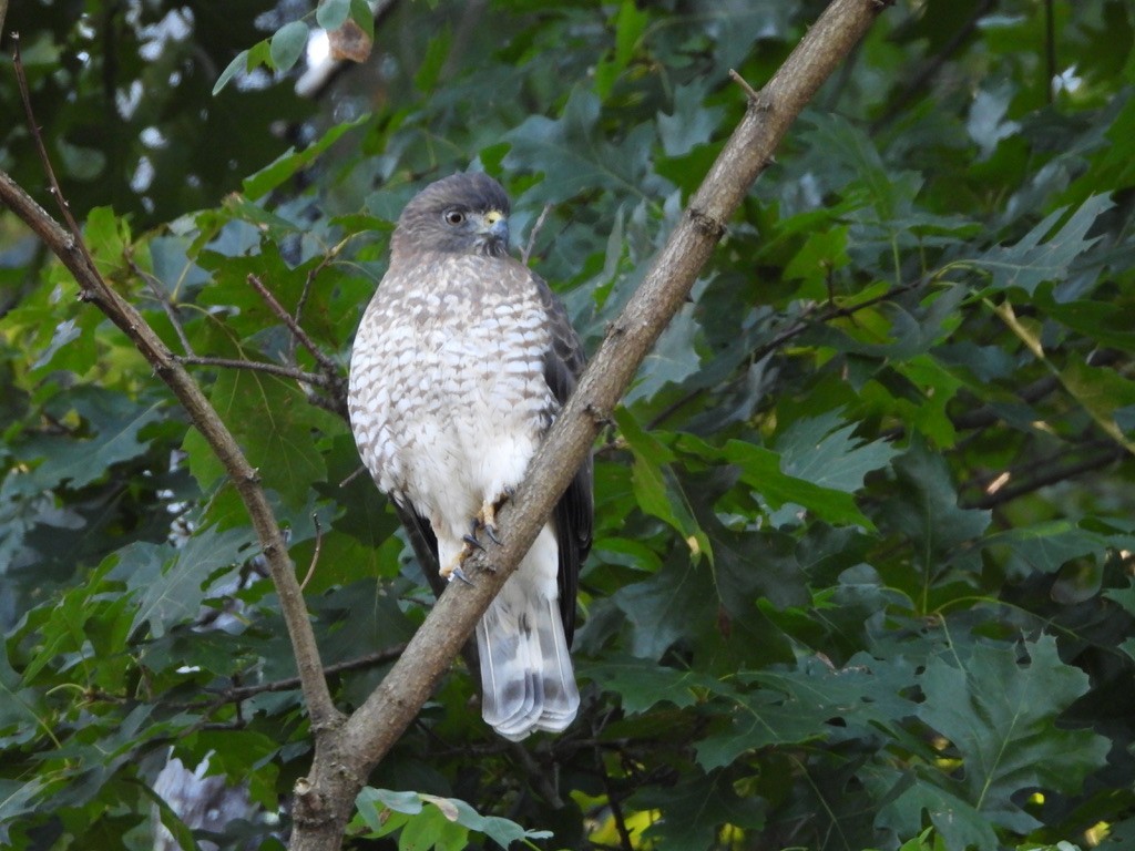 Broad-winged Hawk - ML641080428