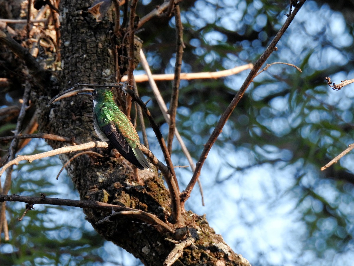 White-throated Hummingbird - ML641080430