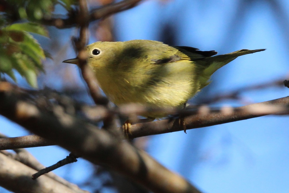 Yellow Warbler - ML641080431