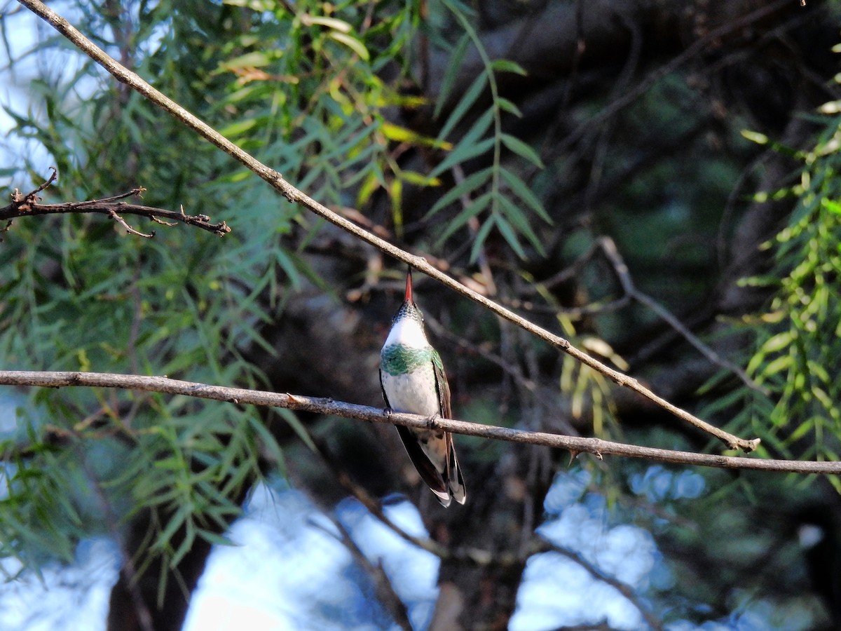 White-throated Hummingbird - ML641080432