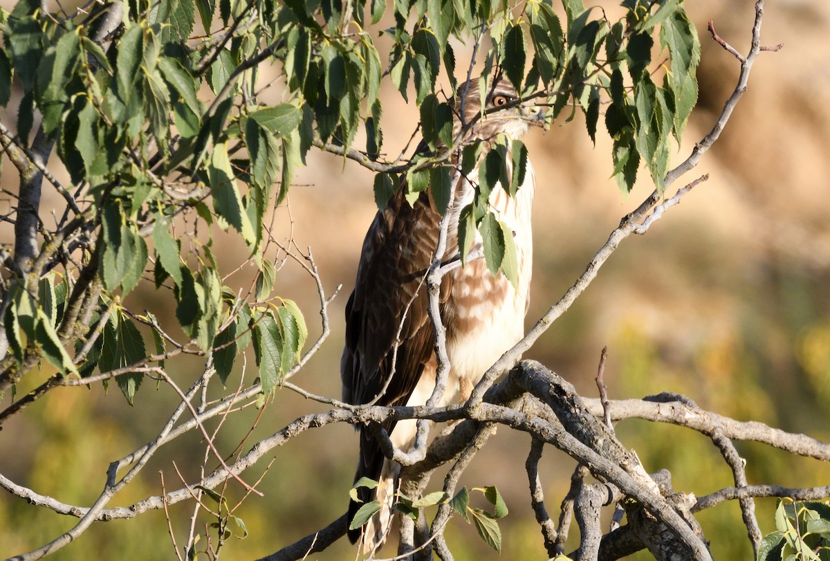 Mäusebussard - ML641080442