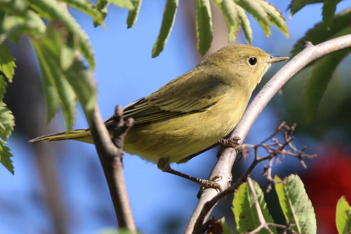 Yellow Warbler - ML641080448