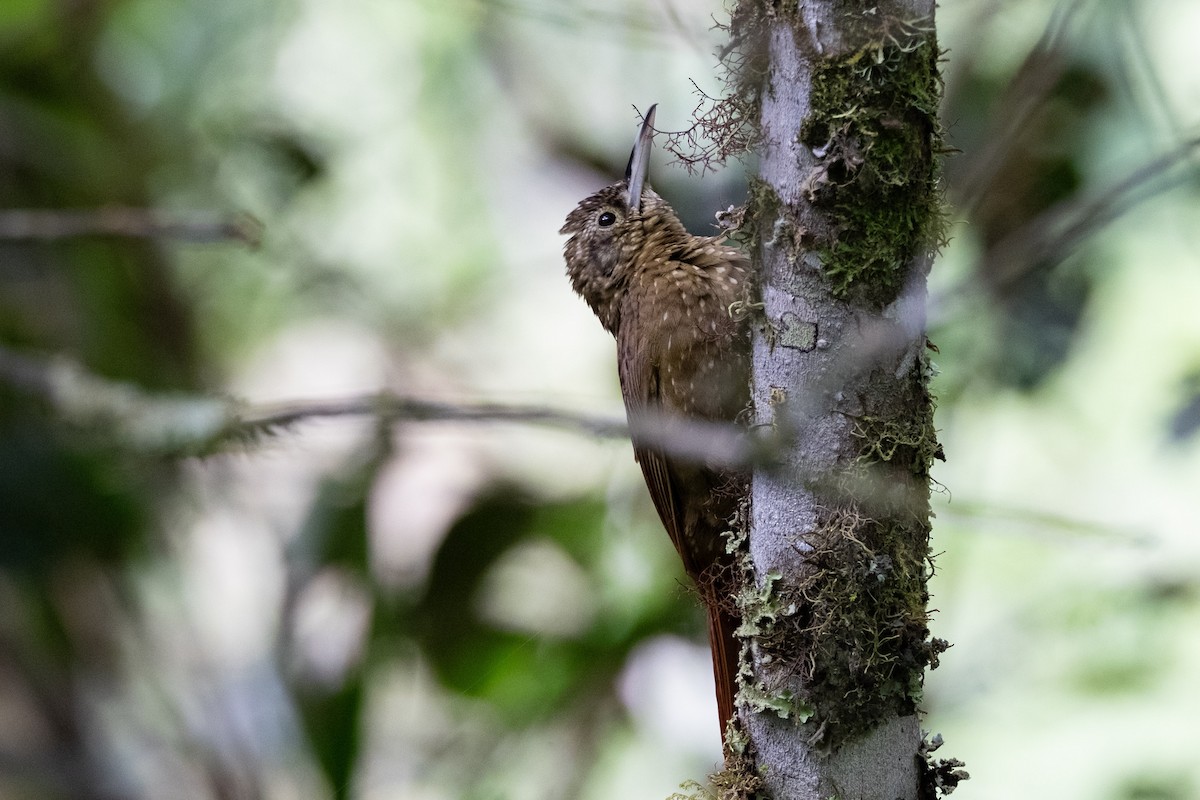 Olive-backed Woodcreeper - ML641080473