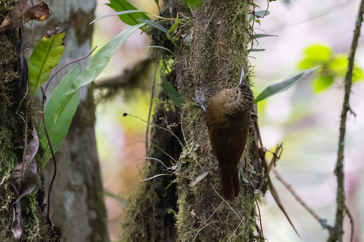 Olive-backed Woodcreeper - ML641080474