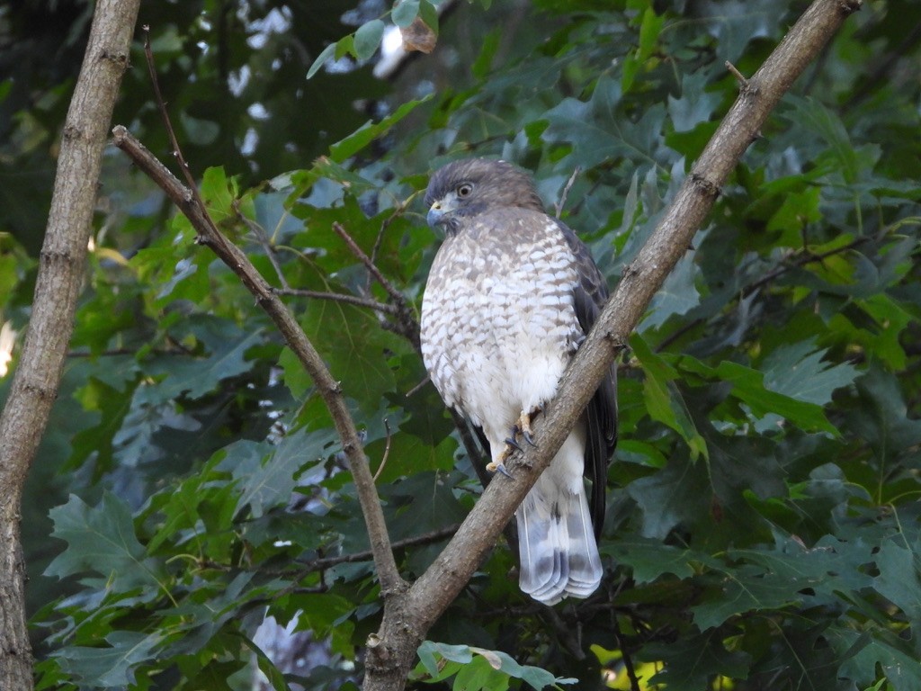 Broad-winged Hawk - ML641080477
