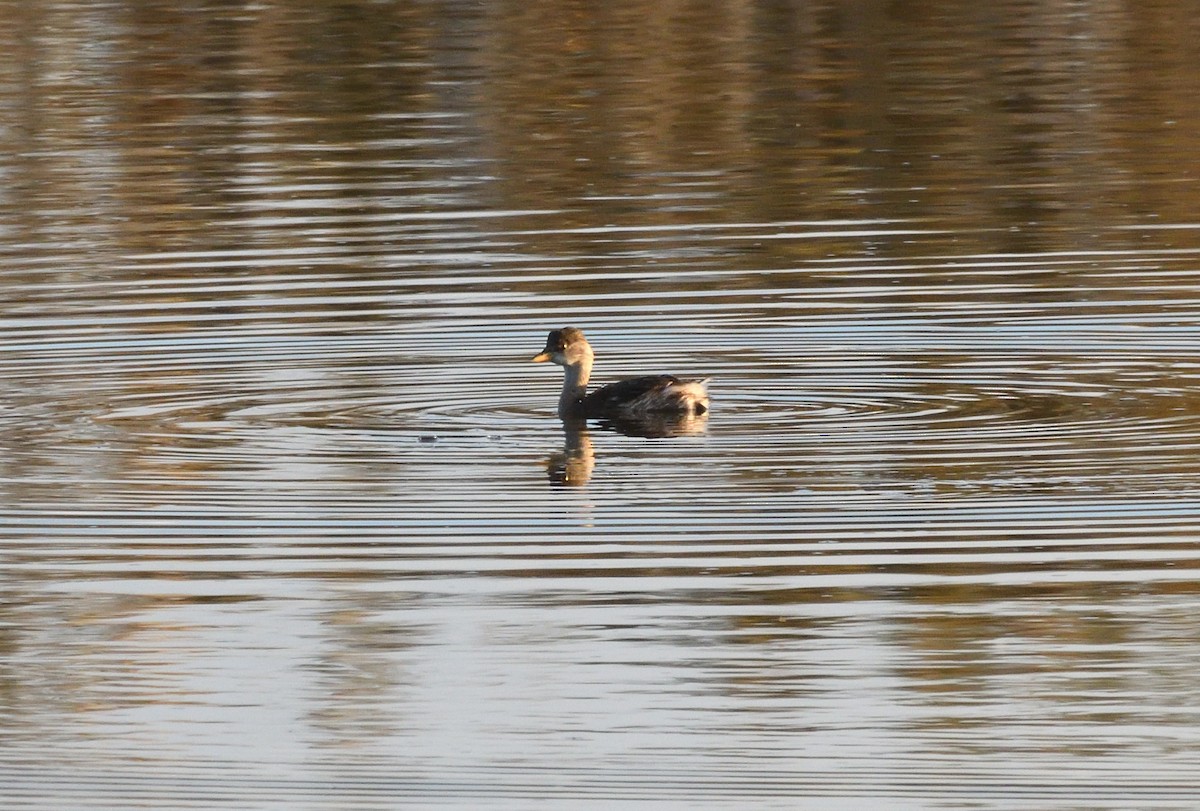 Little Grebe - ML641080491