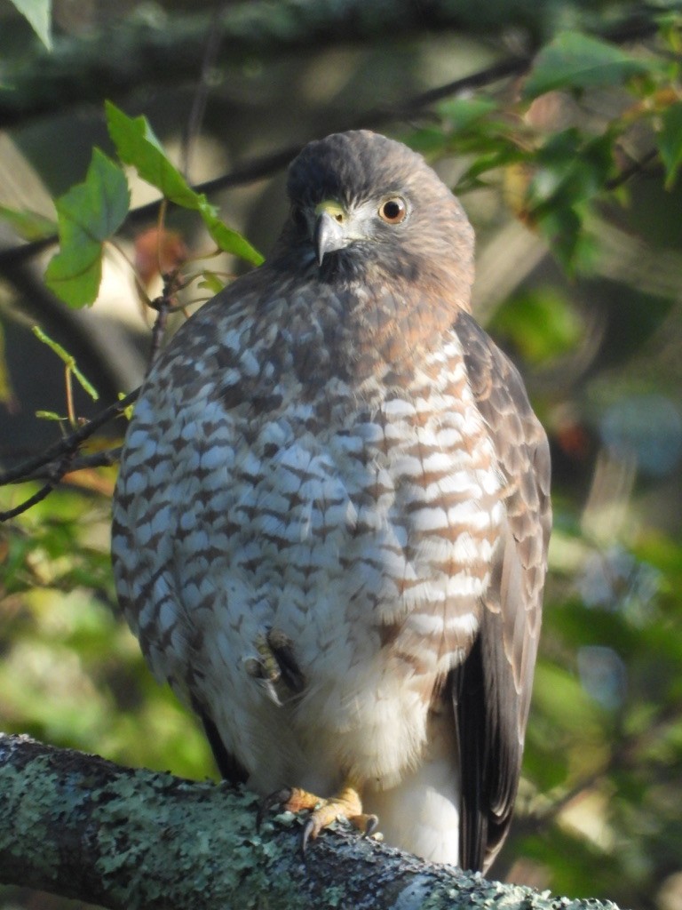 Broad-winged Hawk - ML641080493