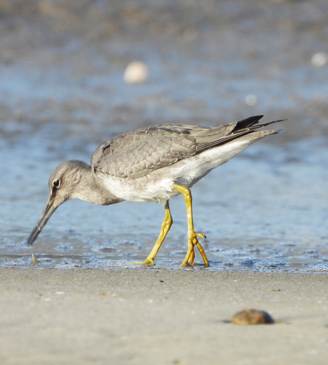 Wanderwasserläufer - ML641080514