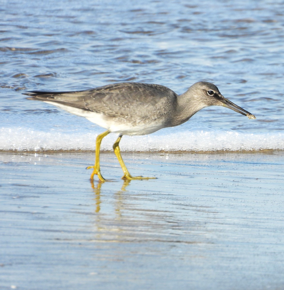 Wanderwasserläufer - ML641080517