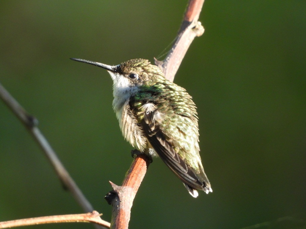 Ruby-throated Hummingbird - ML641080524