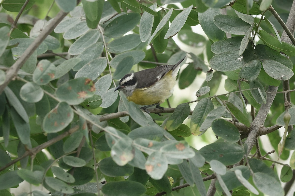 Bananaquit - ML641080532