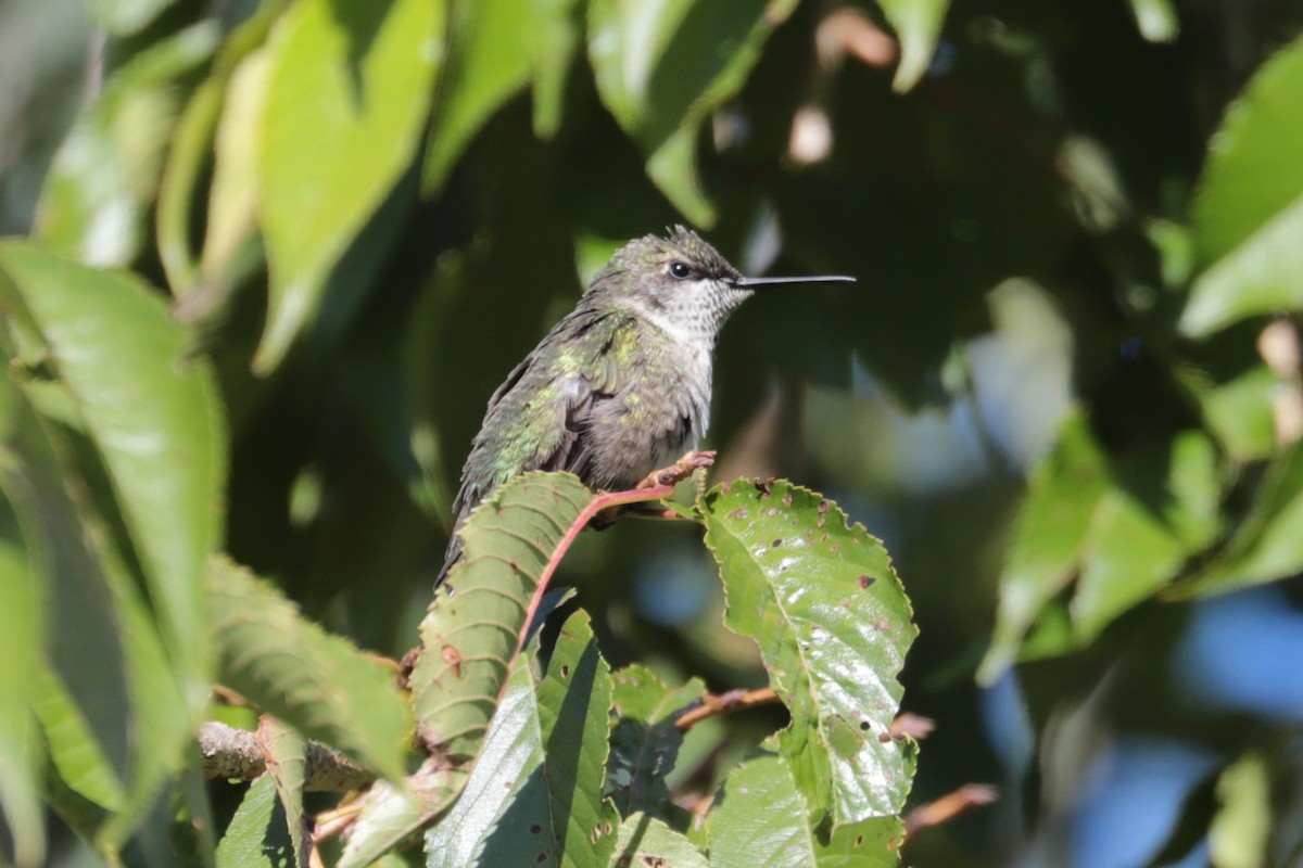 Ruby-throated Hummingbird - ML641080536