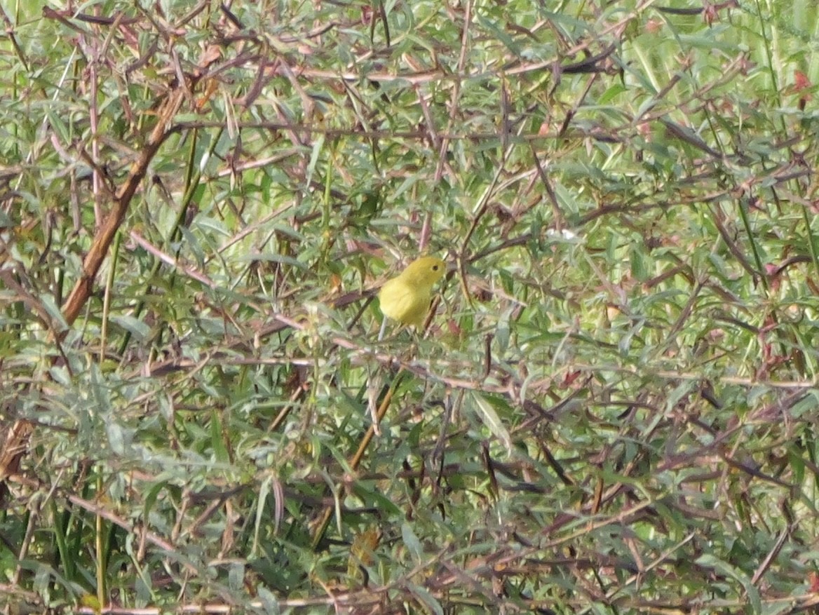 Yellow Warbler - ML641080544