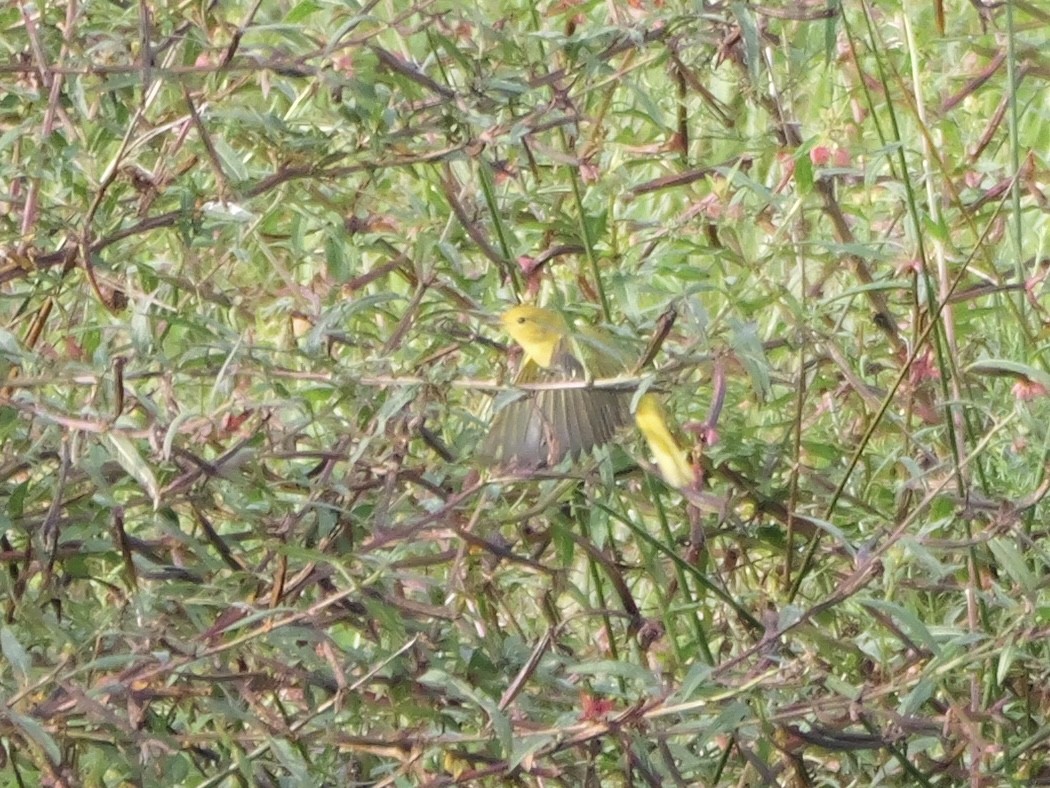 Yellow Warbler - ML641080545