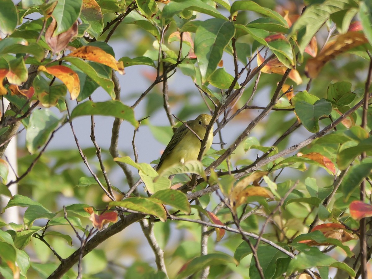 Yellow Warbler - ML641080546