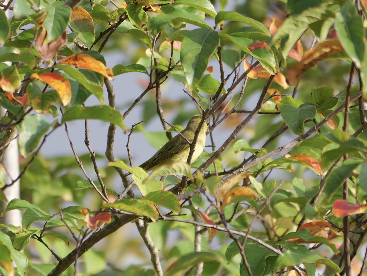 Yellow Warbler - ML641080547