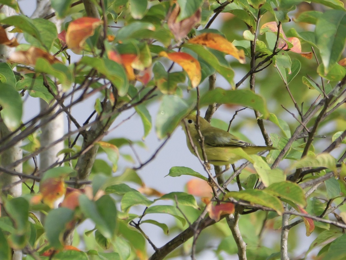 Yellow Warbler - ML641080548